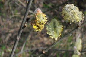Abeille sur une fleur