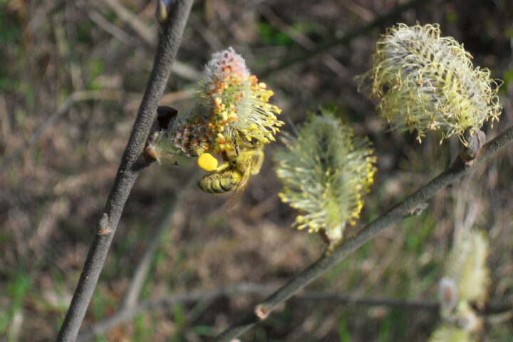 Abeille sur une fleur