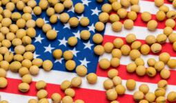 grains de soja sur un drapeaux des Etats-Unis