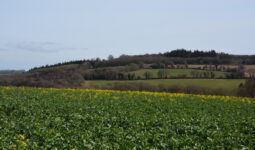 Paysage colza début floraison