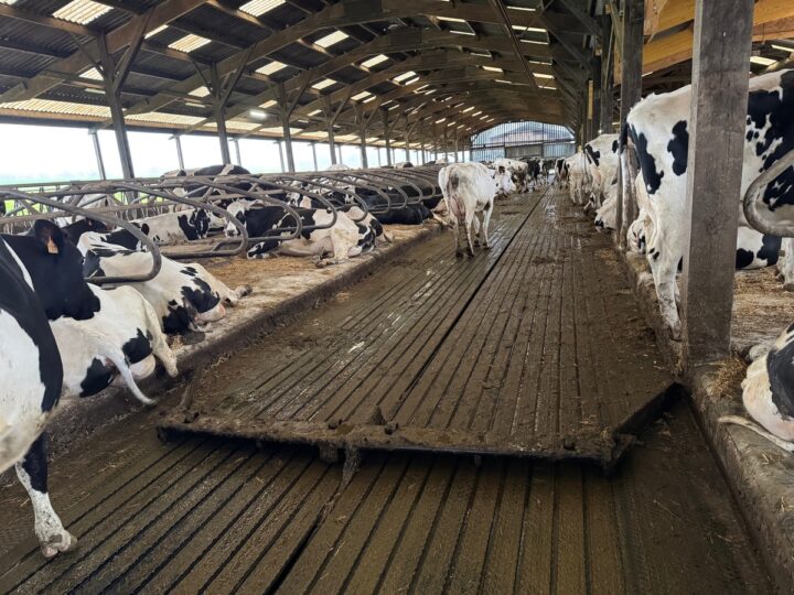 Des vaches dans une étable équipée de logettes, d'un racleur et d'un sol couvert de caoutchouc rainuré