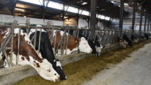 Les vaches laitières à l'auge dans une des stabulations
