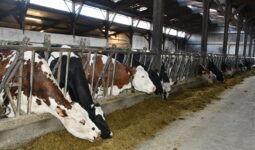 Les vaches laitières à l'auge dans une des stabulations
