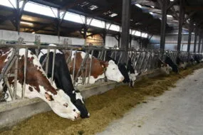 Les vaches laitières à l'auge dans une des stabulations