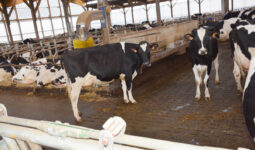 Des vaches dans une stabulation bien-être