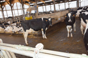 Des vaches dans une stabulation bien-être