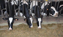 Des vaches au cornadis