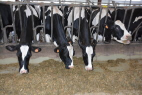 Des vaches au cornadis