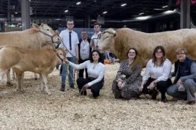 La famille avec la vache suitée et le taureau sur le ring