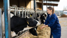 Une jeune fille en train de nourrir des vaches au râtelier