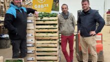 TRois hommes dans le bâtiments de conditionnement d'une ferme maraichère