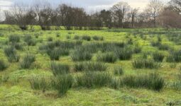 Du jonc dans une parcelle de zone humide en Bretagne