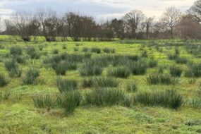 Du jonc dans une parcelle de zone humide en Bretagne