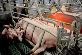 Une truie en train d'allaiter ses petits dans une case maternité