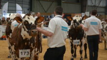 Vaches et présentateurs lors d'un Concours de la race normande à la Foire de Rennes