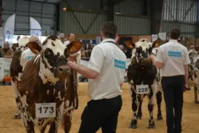 Vaches et présentateurs lors d'un Concours de la race normande à la Foire de Rennes
