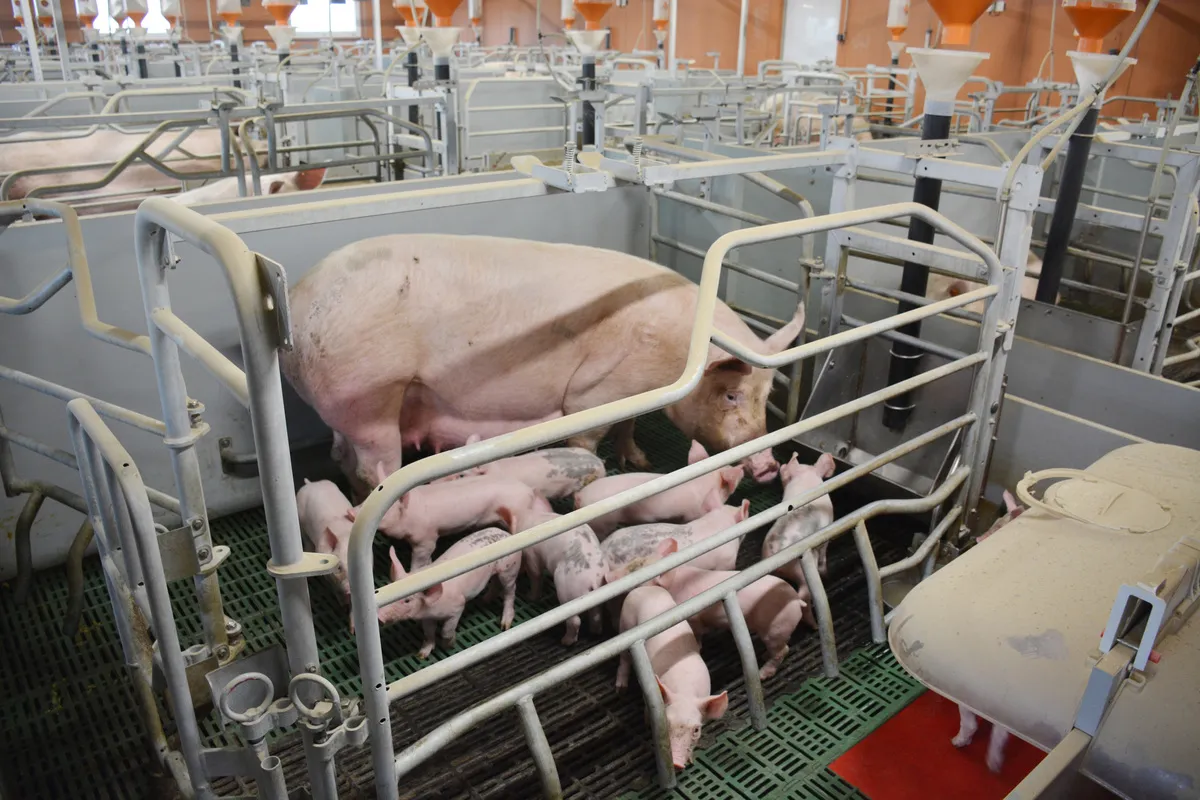 La moyenne est de 16,75 nés vifs par portée avec 11,7 % de taux de pertes sur nés vivants.