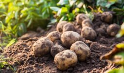Pommes de terre au sol dans un champ