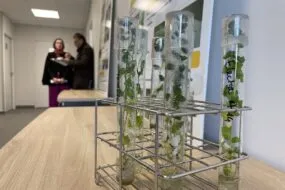 Bouture de pomme de terre en tube