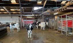 Quatre vaches laitières devant deux satelles de robot de traite