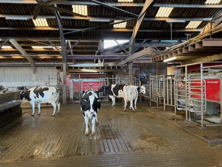 Quatre vaches laitières devant deux satelles de robot de traite