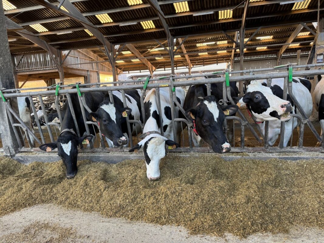 Les vaches ingèrent en moyenne autour de 22 kg de matière sèche par jour à l'auge.