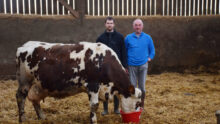Hugo et Christophe Prodhomme, dans un bâtiment agricole, aux cotés de Déesse une vache normande