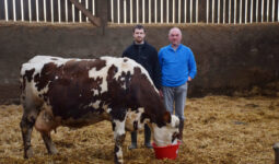 Hugo et Christophe Prodhomme, dans un bâtiment agricole, aux cotés de Déesse une vache normande
