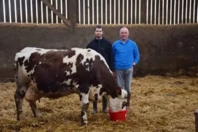 Hugo et Christophe Prodhomme, dans un bâtiment agricole, aux cotés de Déesse une vache normande