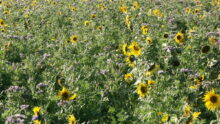 Champ de tournesol et de phacélie en fleur