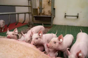 Des porcelets en train de téter leur mère