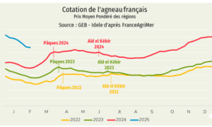 Graphique de comparaison de la cotation de l'agneau français de 2022 à 2025