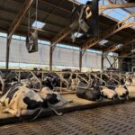 Des vache sen logettes