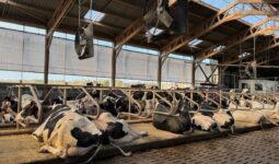 Des vache sen logettes