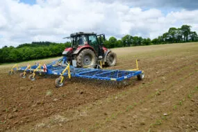 herse étrille sur maïs