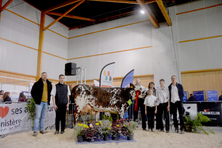 Des personnes devant une vache