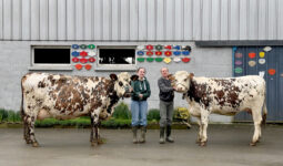 Une jeune femme et un homme présente deux vaches de race Normande