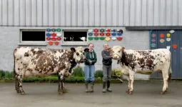 Une jeune femme et un homme présente deux vaches de race Normande