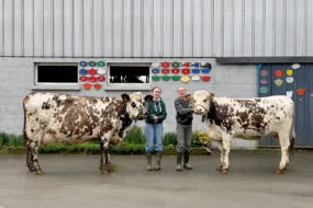 Une jeune femme et un homme présente deux vaches de race Normande