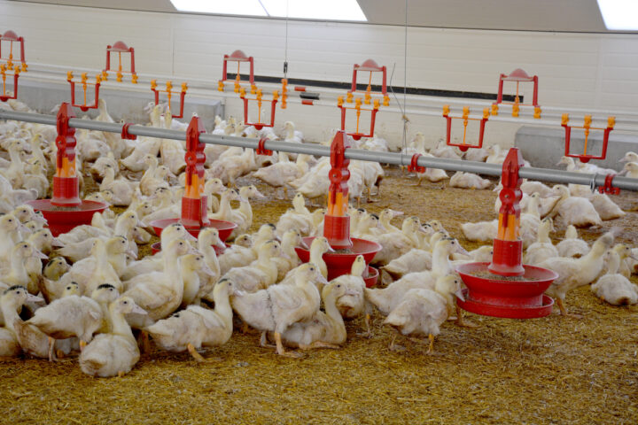 Des canards dans un bâtiment d'élevage