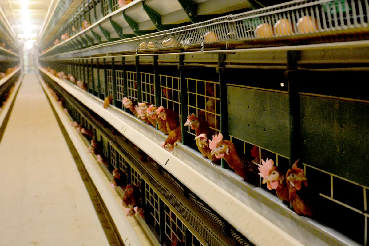 Poules pondeuses en cages - Illustration Coup d’arrêt sur la transition hors cages