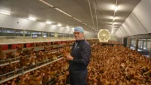 Samuel Tallec dans son poulailler au milieu des poules