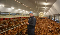 Samuel Tallec dans son poulailler au milieu des poules