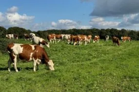 Un troupeau de vaches au pâturage sous un ciel bleu.