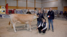 Dex gens avec une vache Blonde d'Aquitaine