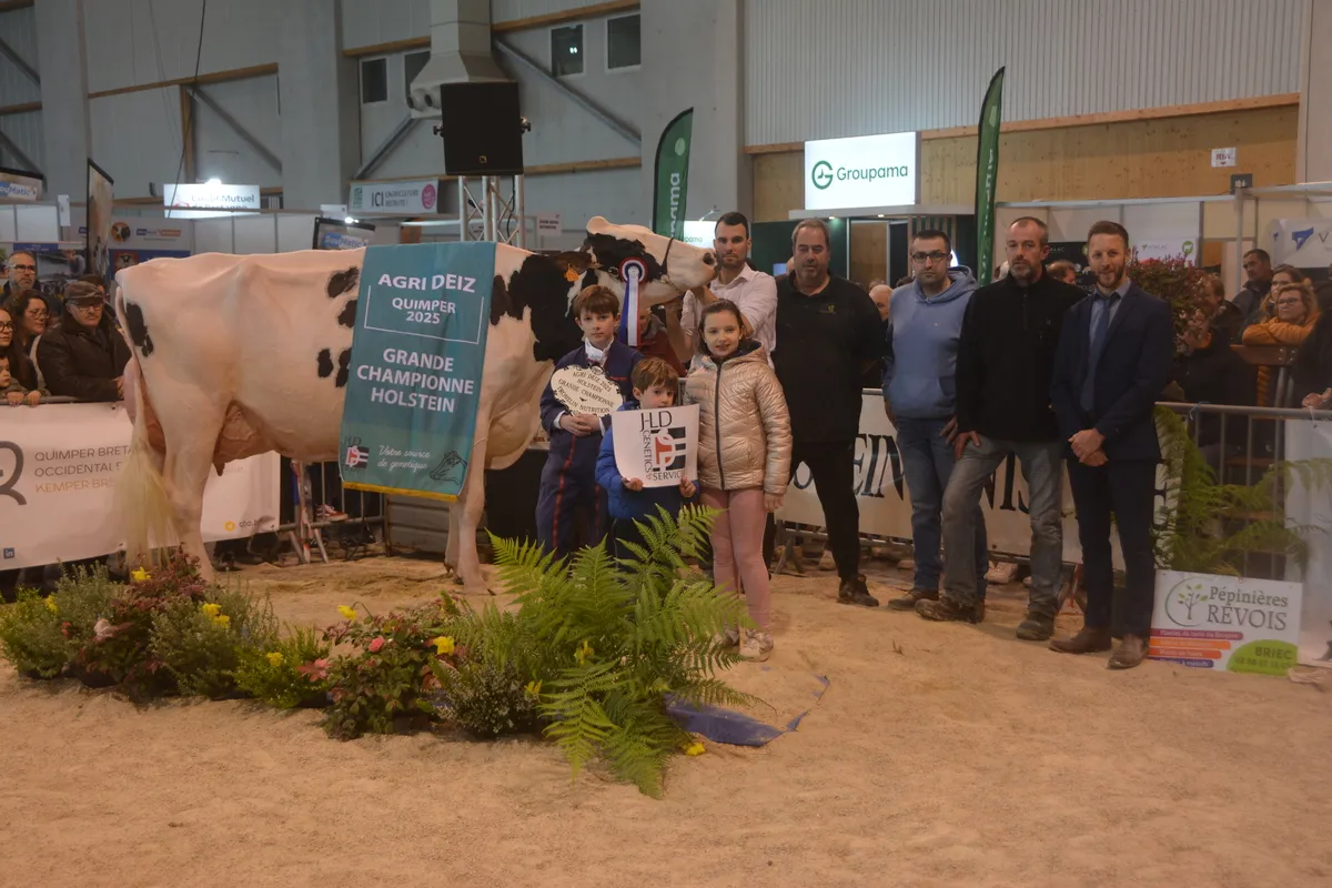 Des personnes avec une vache Prim'Holstein - Illustration NH Ashley rafle la mise