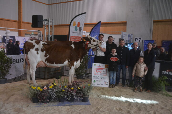 Des personnes avec une vache Pie Rouge