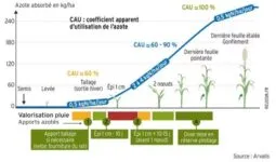 Graphique de l'azote absorbée en fonction des différents stades de développement d'une plante