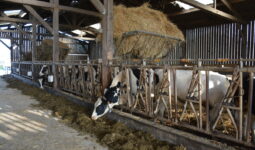 Des génisses dans un bâtiment