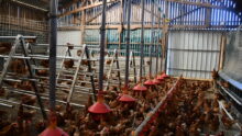 Les poules dans la stabulation réaménagée